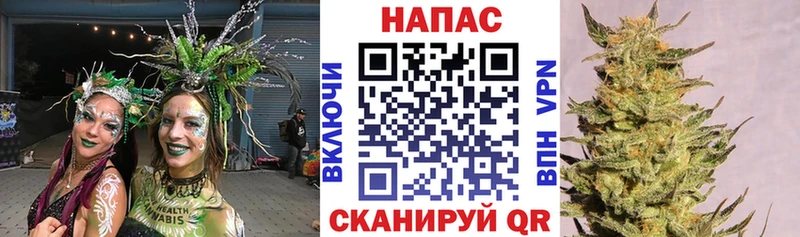 Каннабис сатива  Поворино 